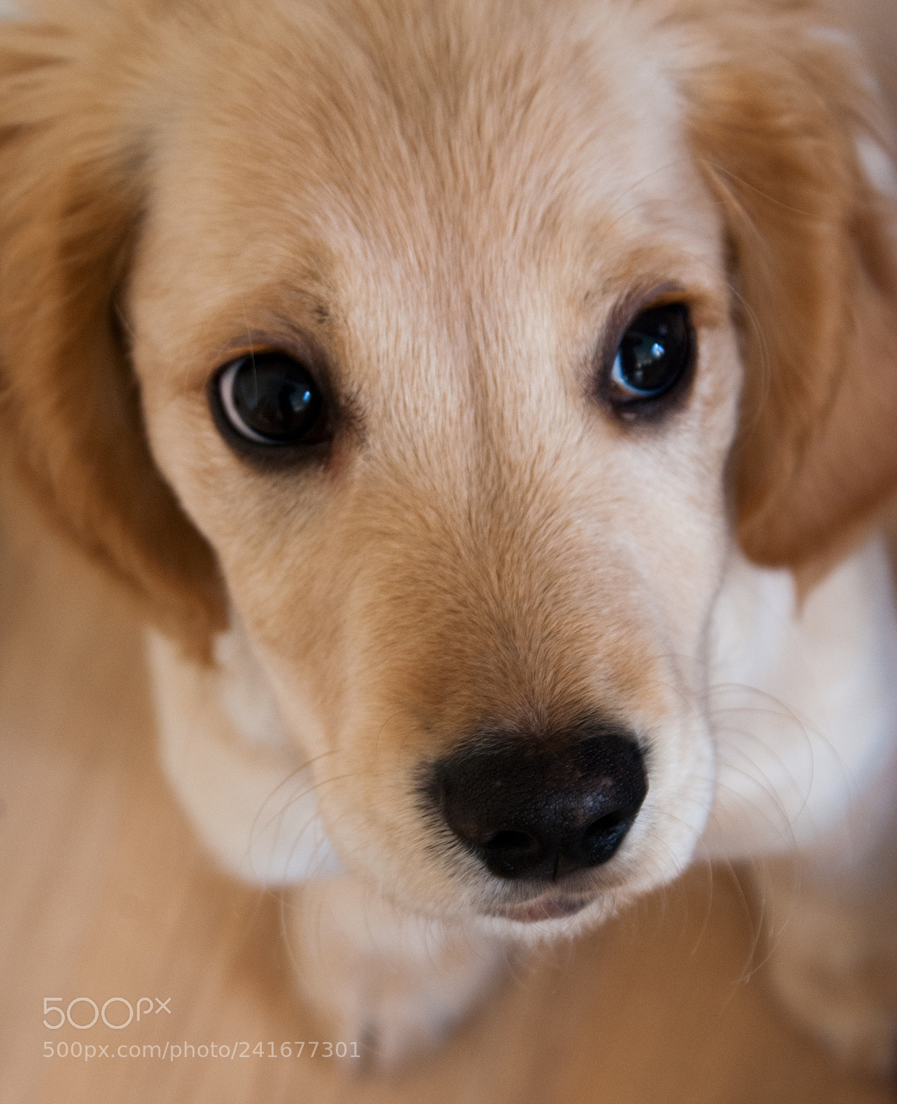 Sony Alpha DSLR-A300 sample photo. My gold :) photography