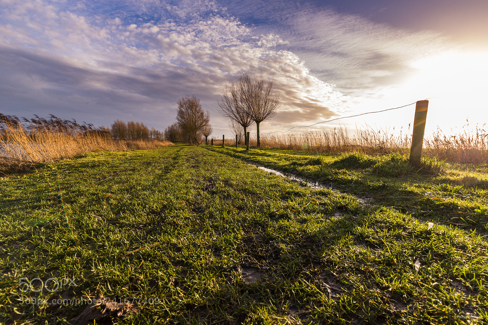 Canon EOS 6D Mark II sample photo. Koolhofput ii photography