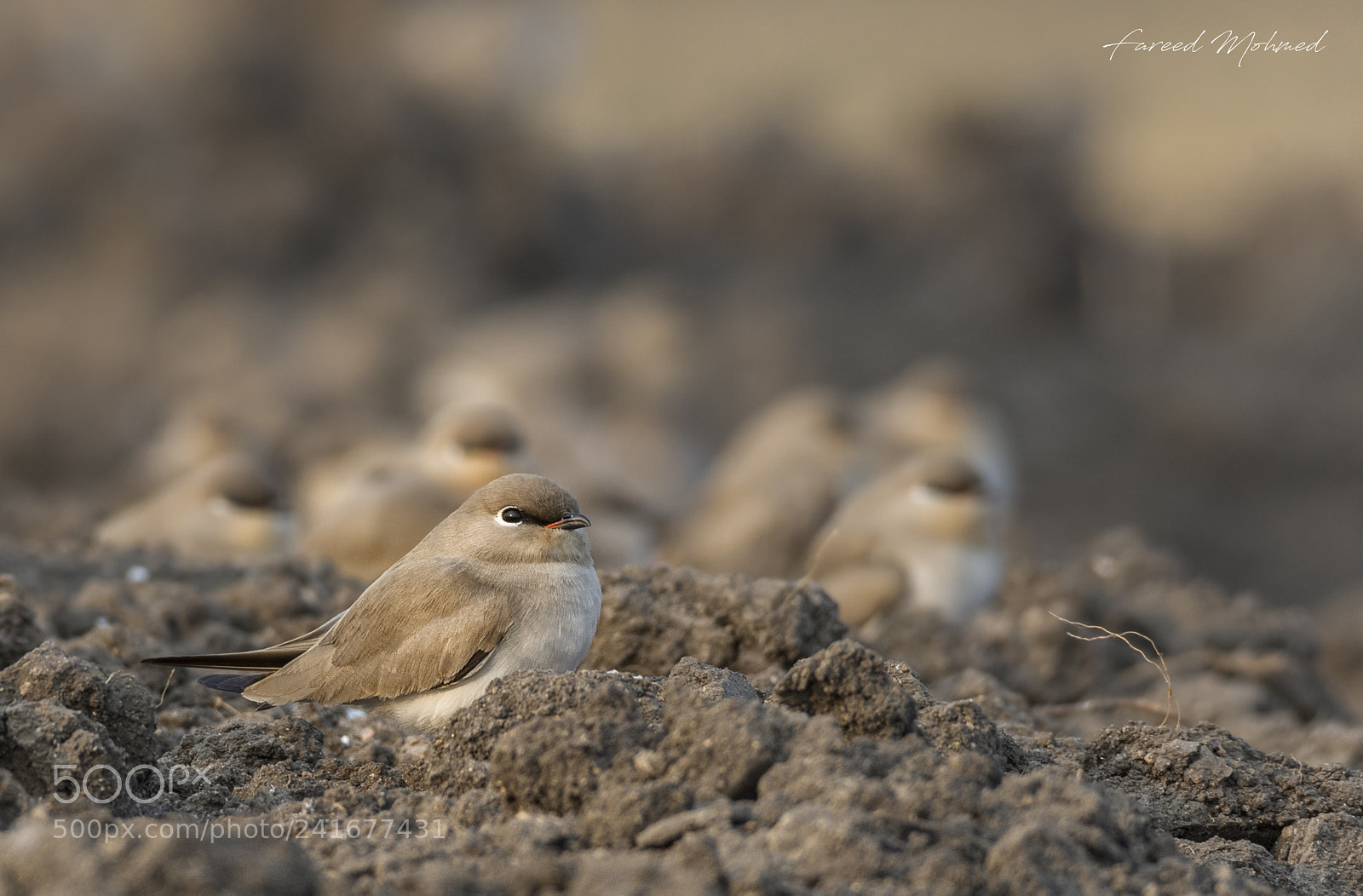 Nikon D7200 sample photo. Small pratincole photography