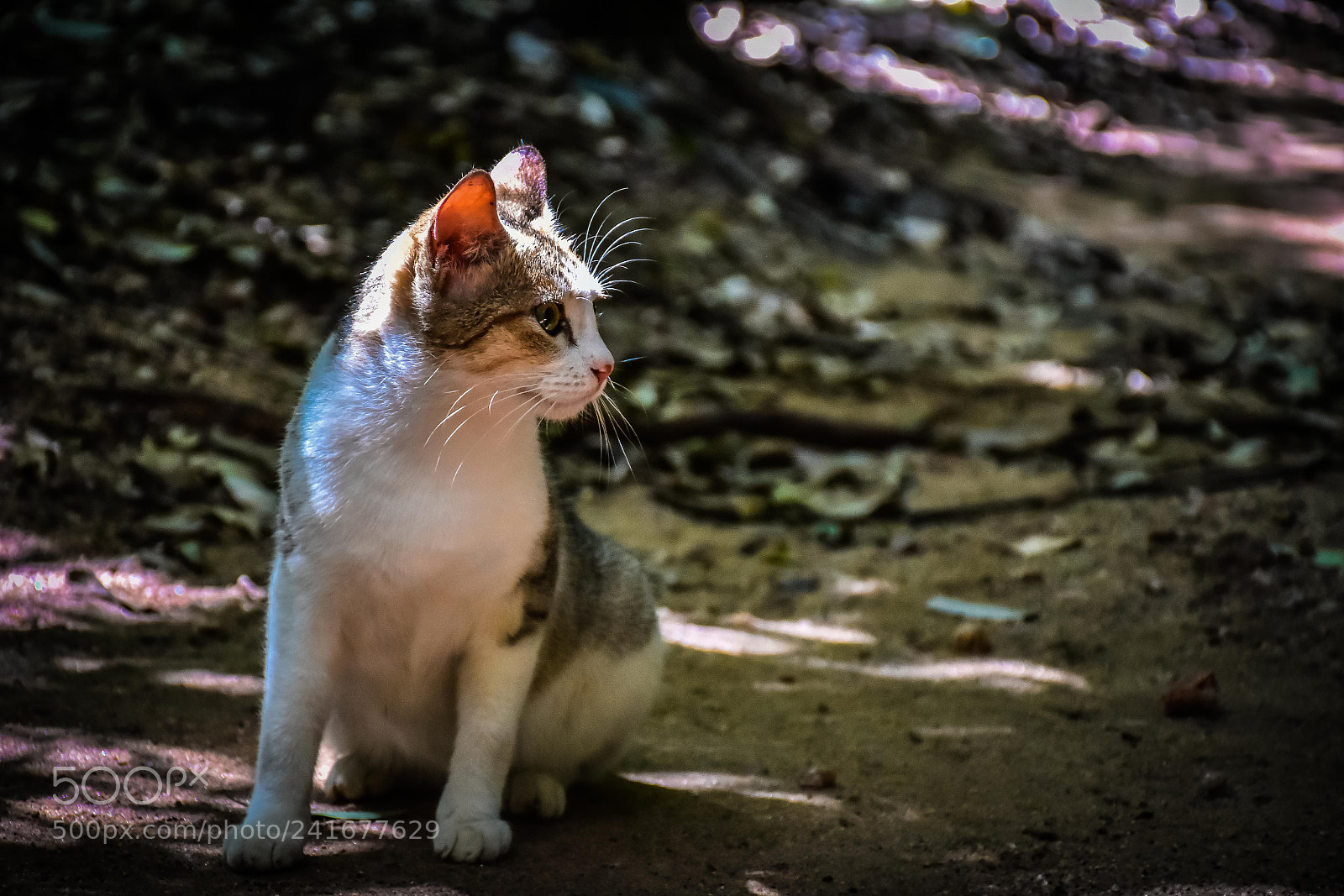 Nikon D7200 sample photo. Kitten photography