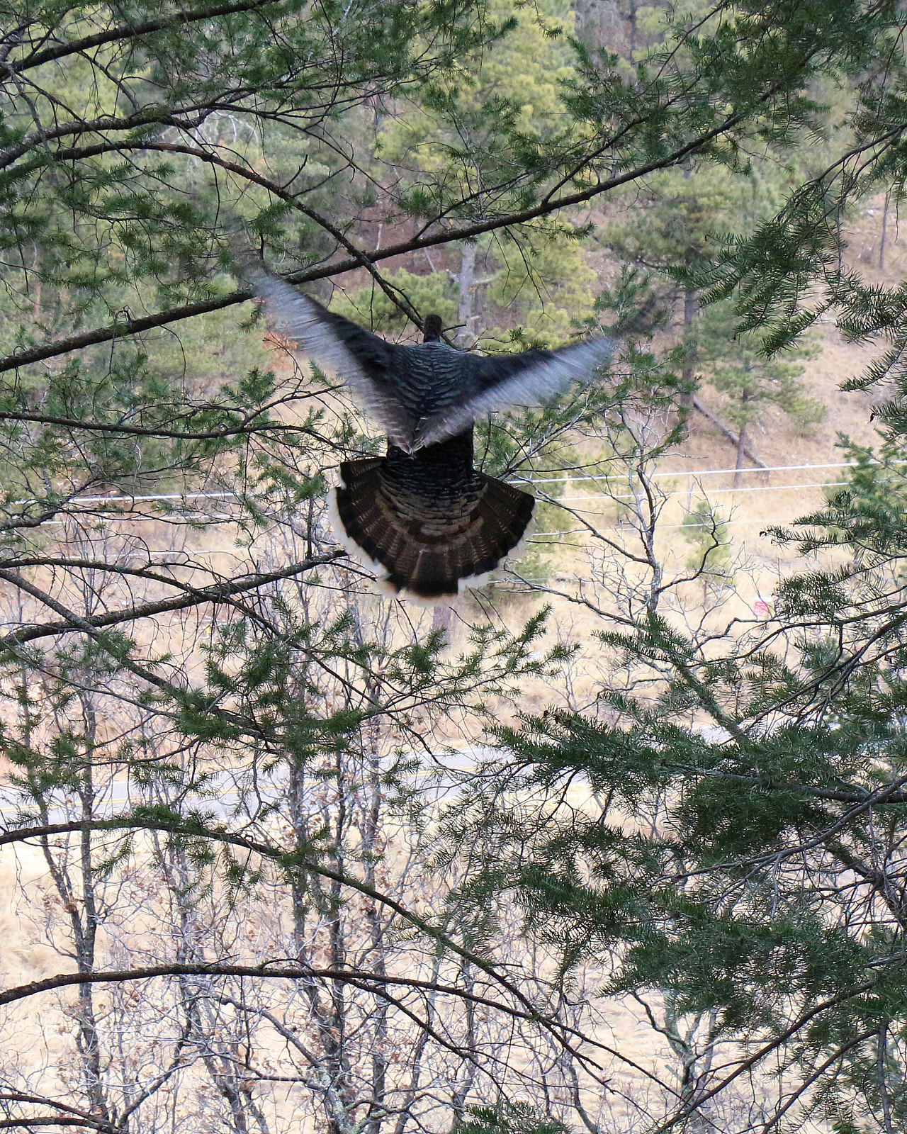 Canon EOS 700D (EOS Rebel T5i / EOS Kiss X7i) sample photo. Turkey flight 1 photography