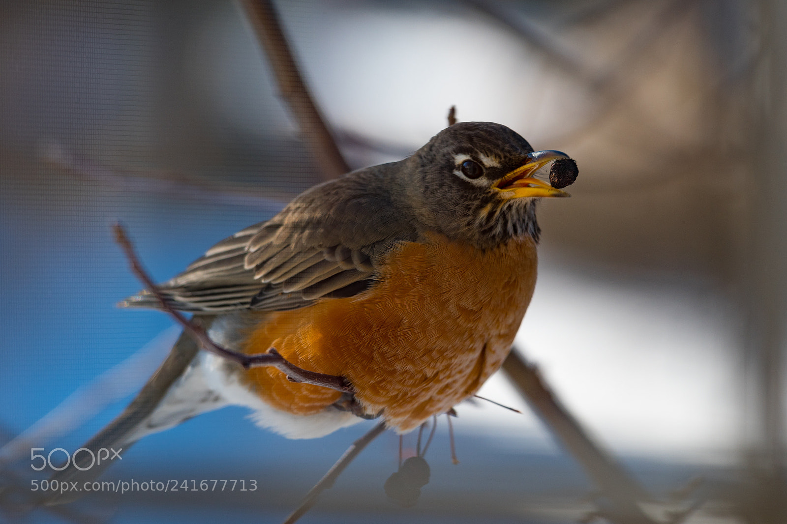 Nikon D500 sample photo. American robin photography