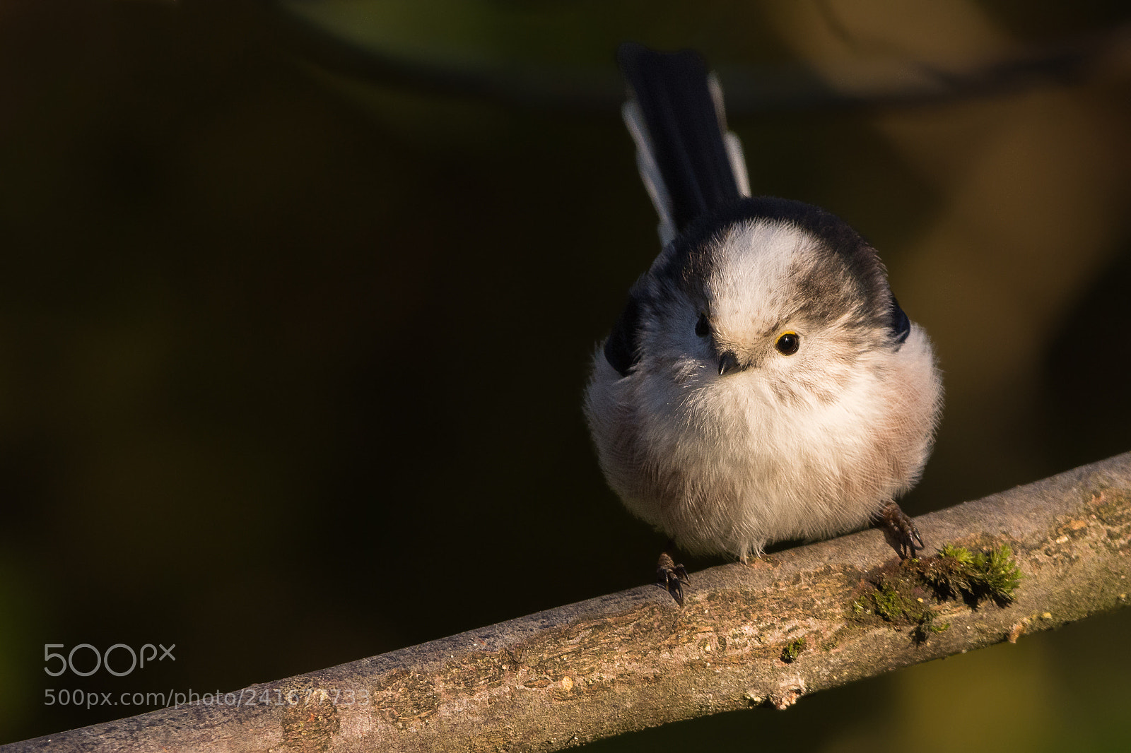 Nikon D7200 sample photo. Long-tailed tit photography