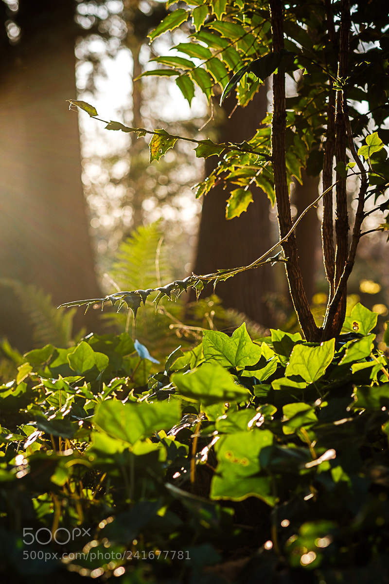Fujifilm X-Pro2 sample photo. Winter sunflare photography