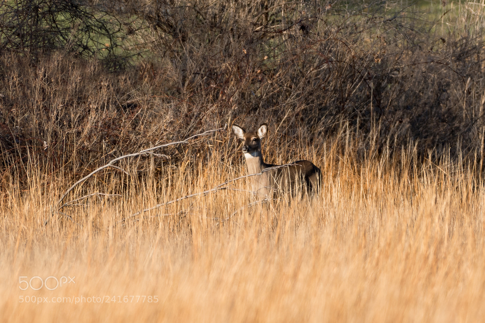 Nikon D500 sample photo. Blending in photography