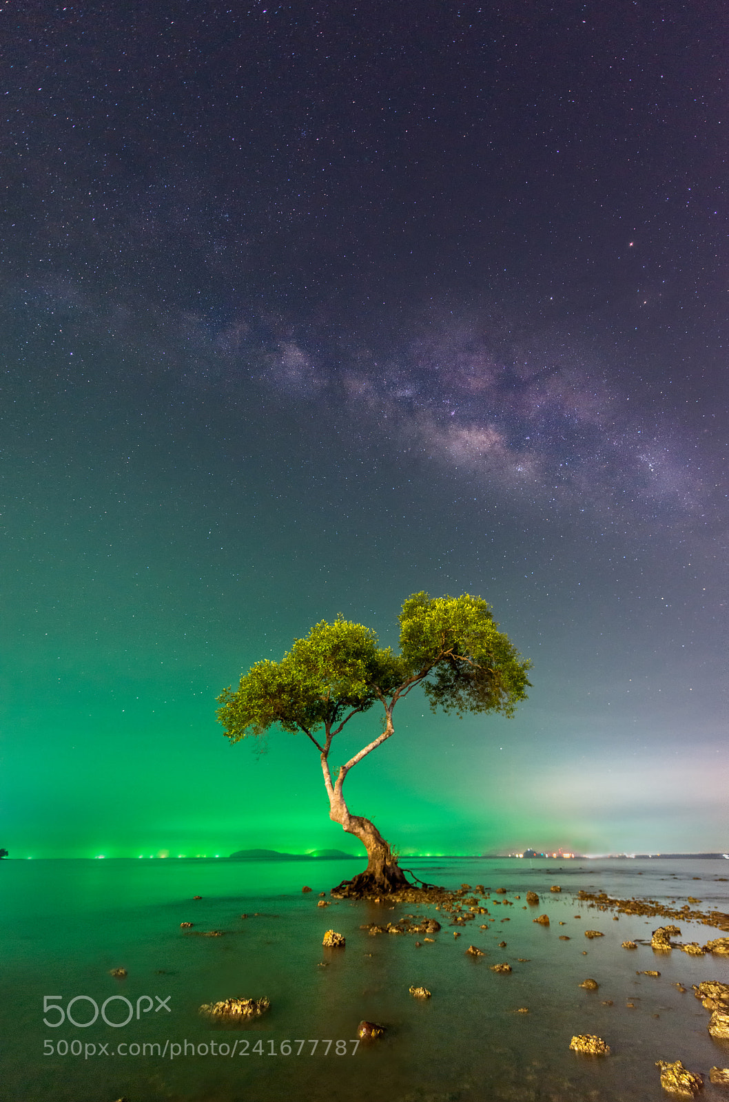 Nikon D800 sample photo. The tree photography