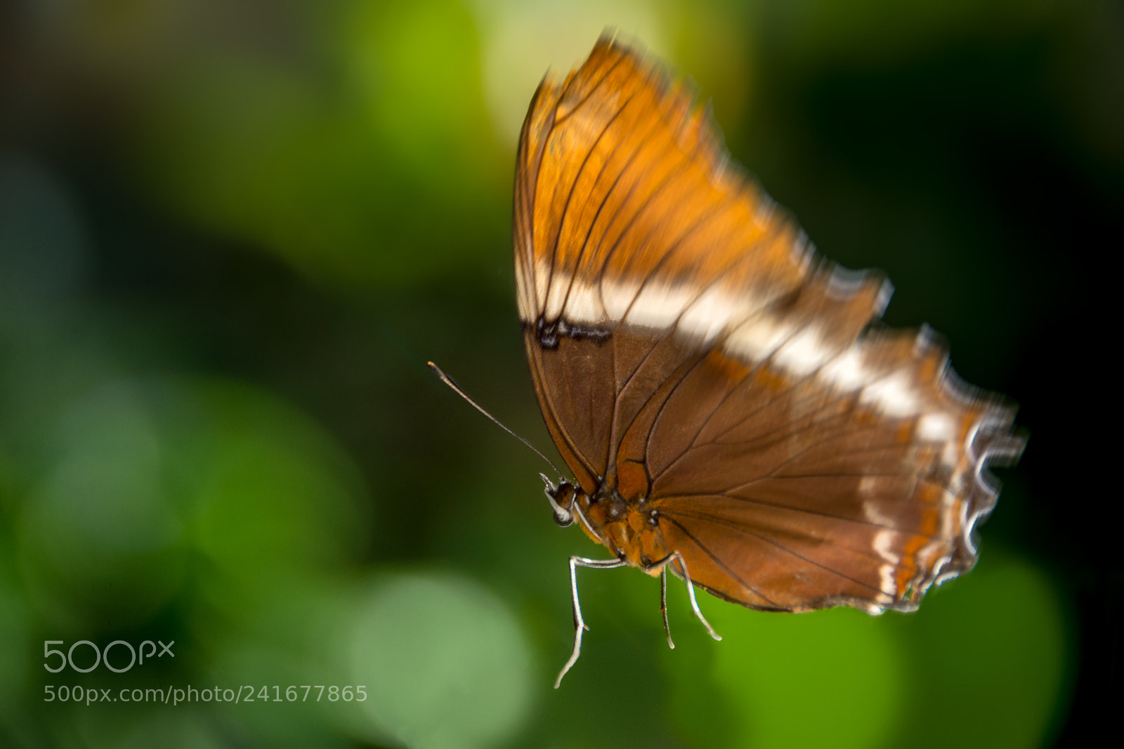 Nikon D7100 sample photo. Brown in flight photography