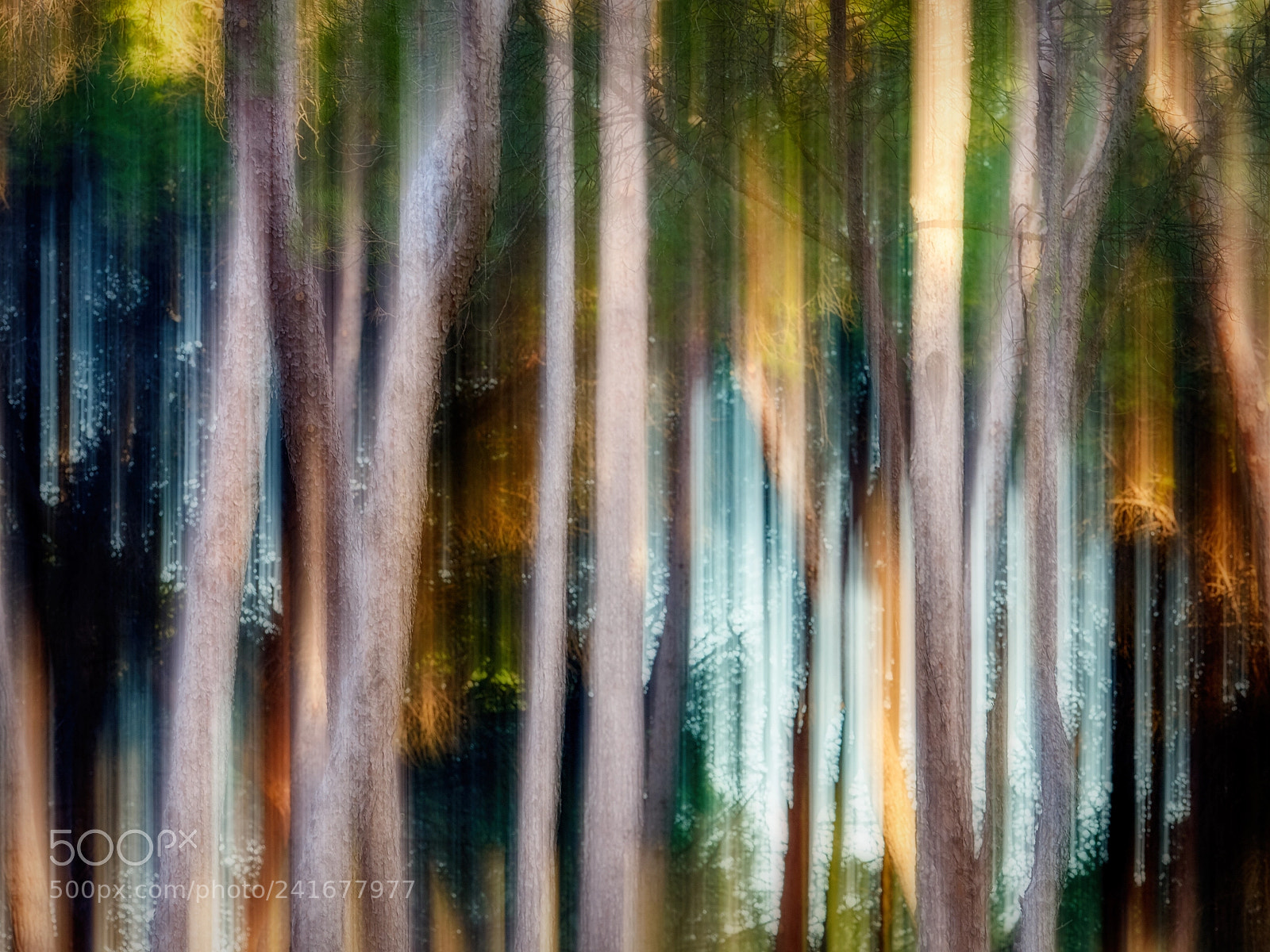 Olympus OM-D E-M1 Mark II sample photo. Abstract forest photography
