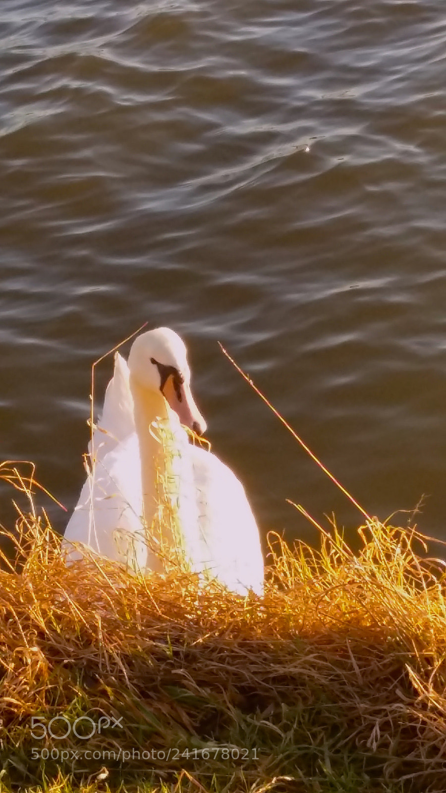 Samsung Galaxy A5 sample photo. Swan as seen by photography