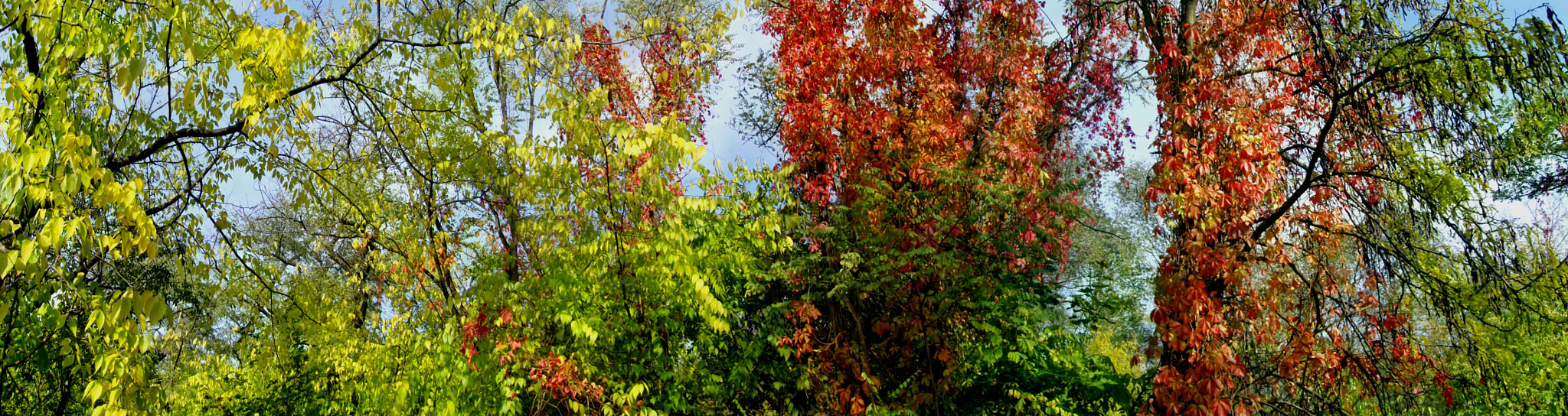 Fujifilm FinePix T350 sample photo. The colors of autumn photography