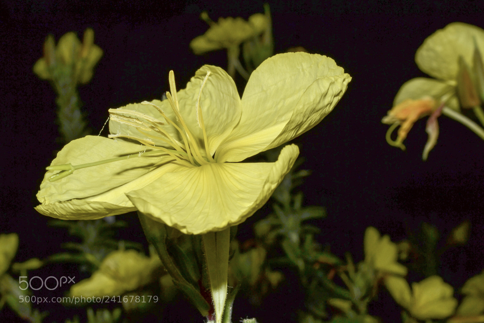 Nikon D3100 sample photo. Yellow flower photography