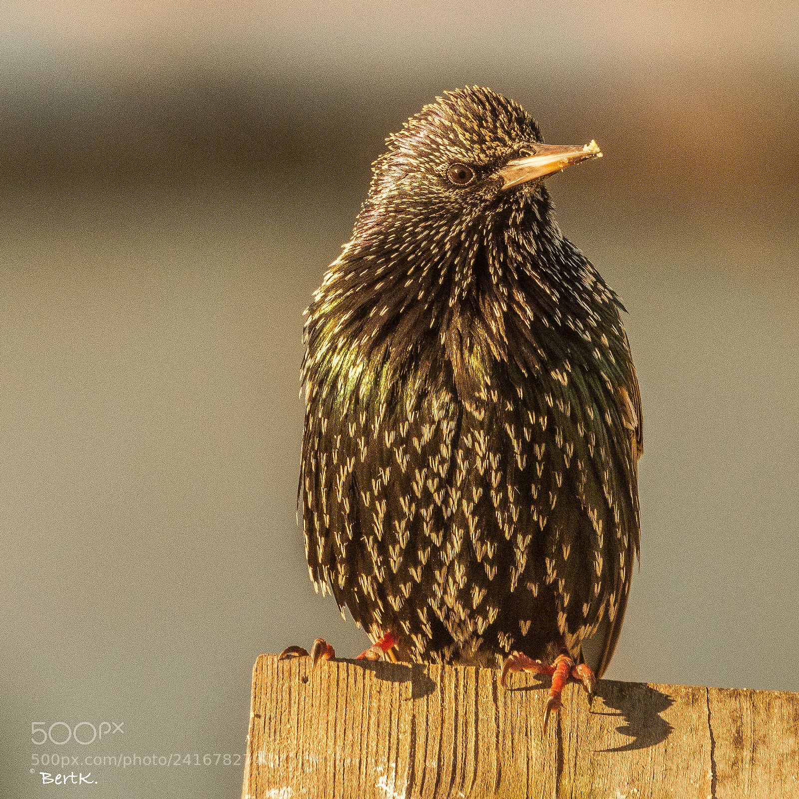 Nikon D500 sample photo. Starling. photography