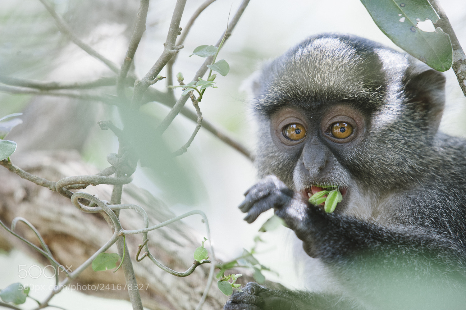 Nikon D700 sample photo. Samango monkey photography