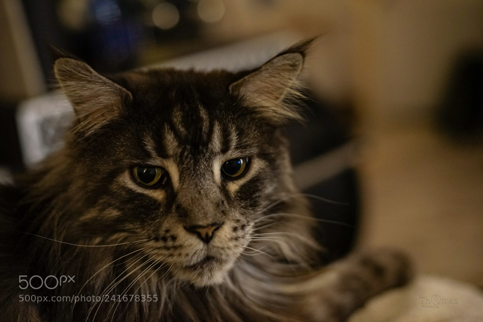 Sony a7 II sample photo. Chandor the cat from photography
