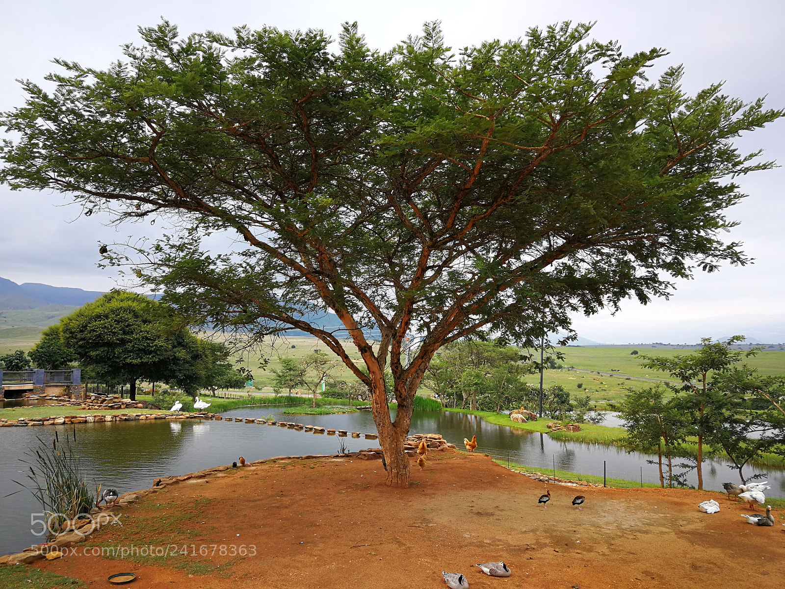 HUAWEI P10 sample photo. Mofafu photography