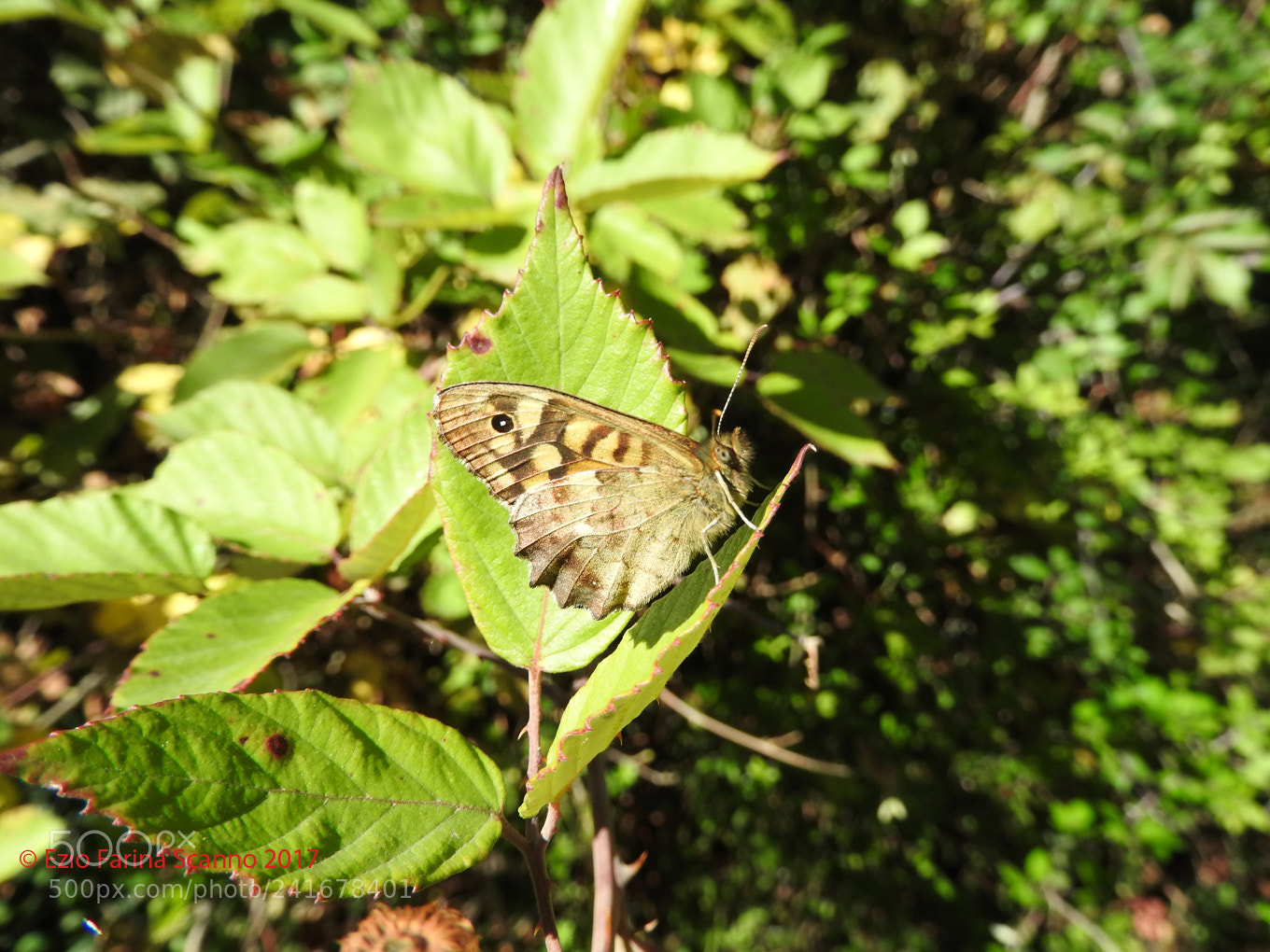 Nikon Coolpix P610 sample photo. Mimetismo photography