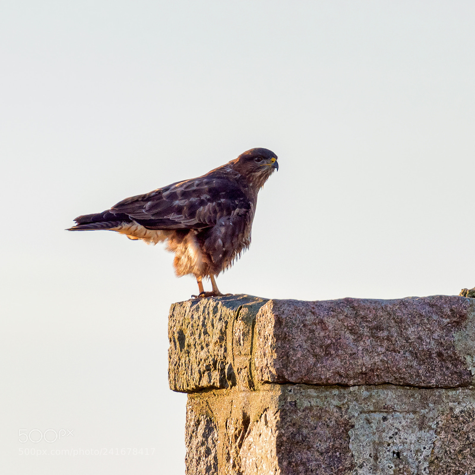 Pentax K-1 sample photo. Buteo buteo photography