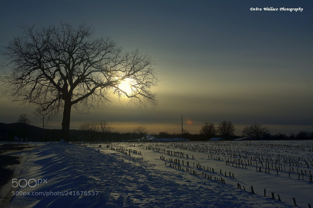 Nikon D7100 sample photo. Snow in the cornfield photography