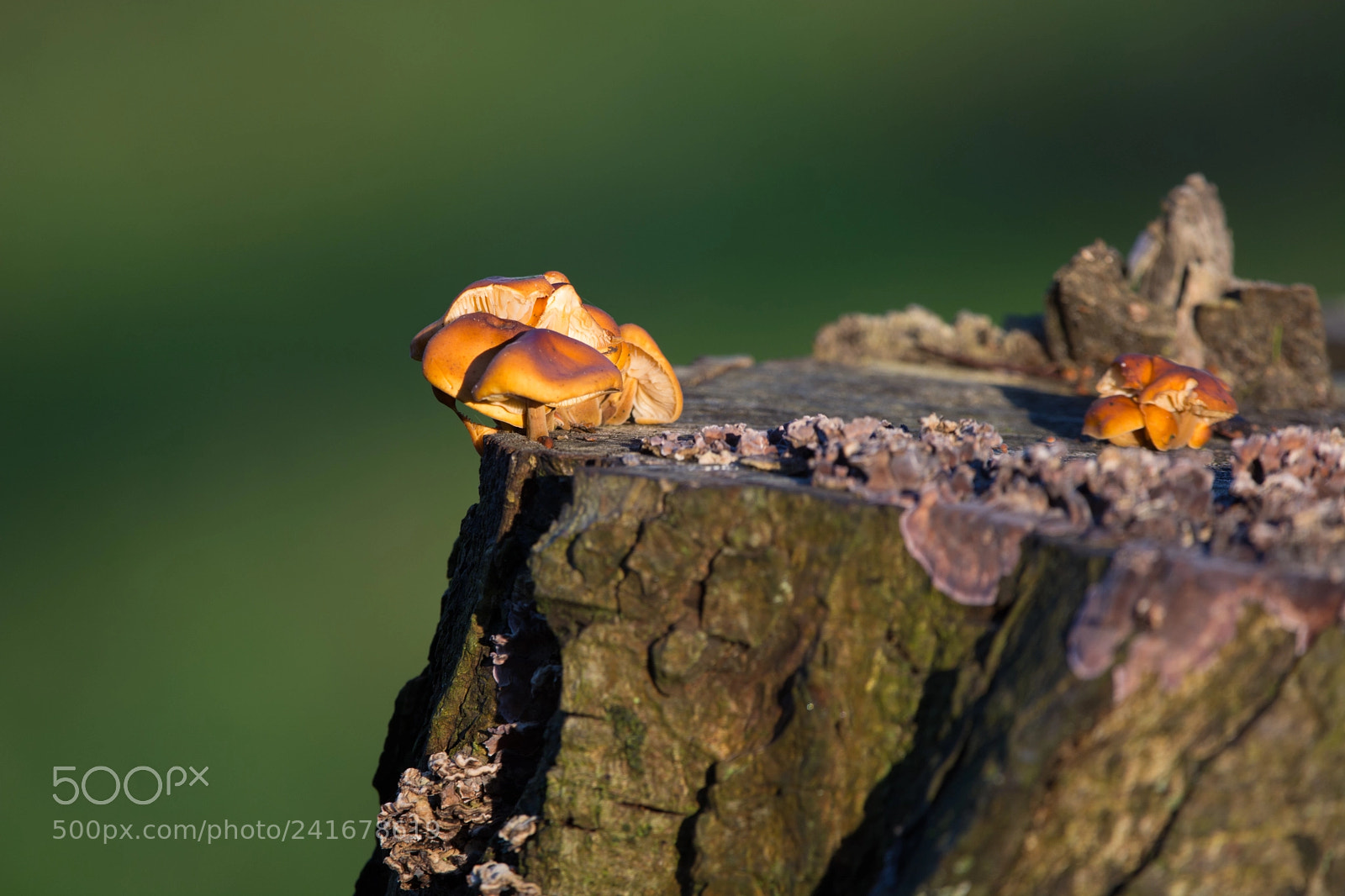 Nikon D7100 sample photo. Mushroom cliffhangers photography