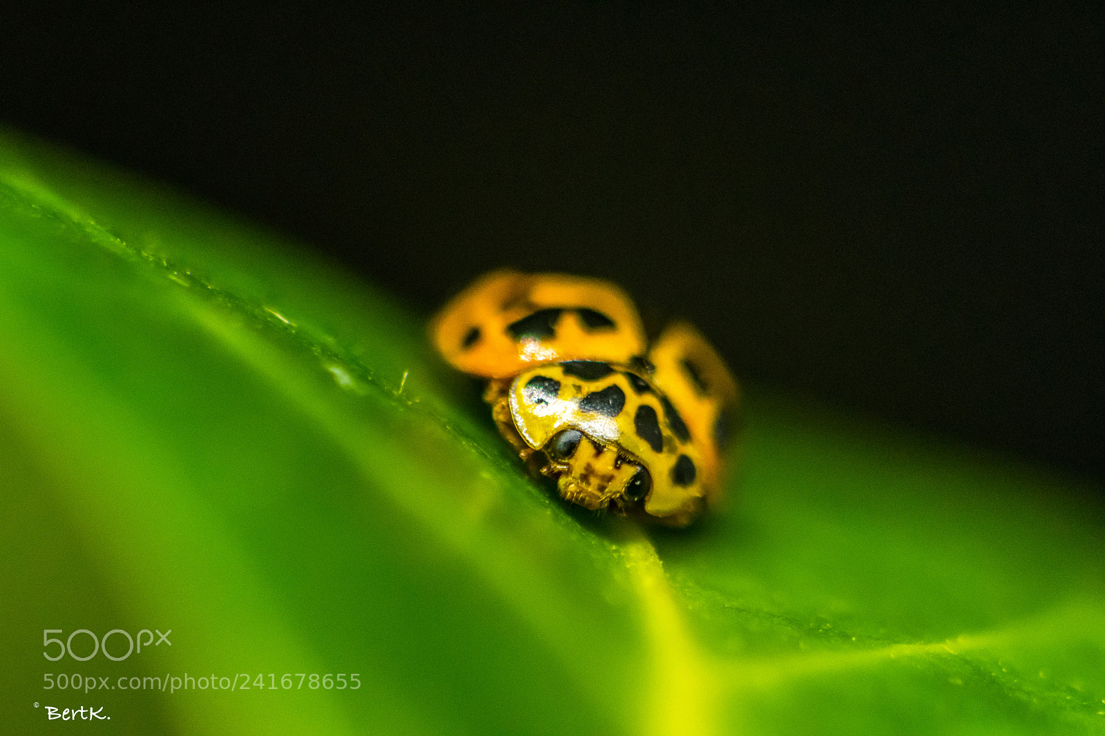 Nikon D500 sample photo. Ladybug photography