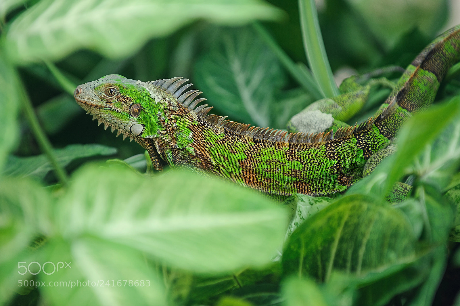 Nikon D700 sample photo. Relaxed iguana photography