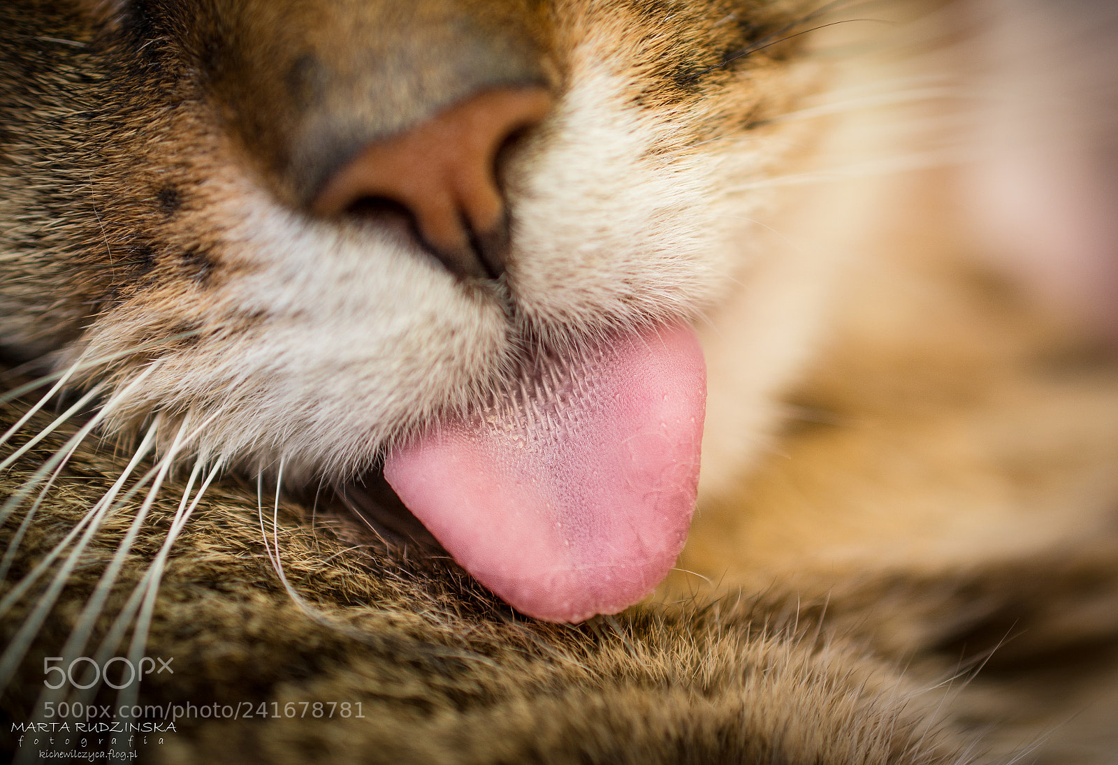 Nikon D7100 sample photo. A  cat's tongue photography