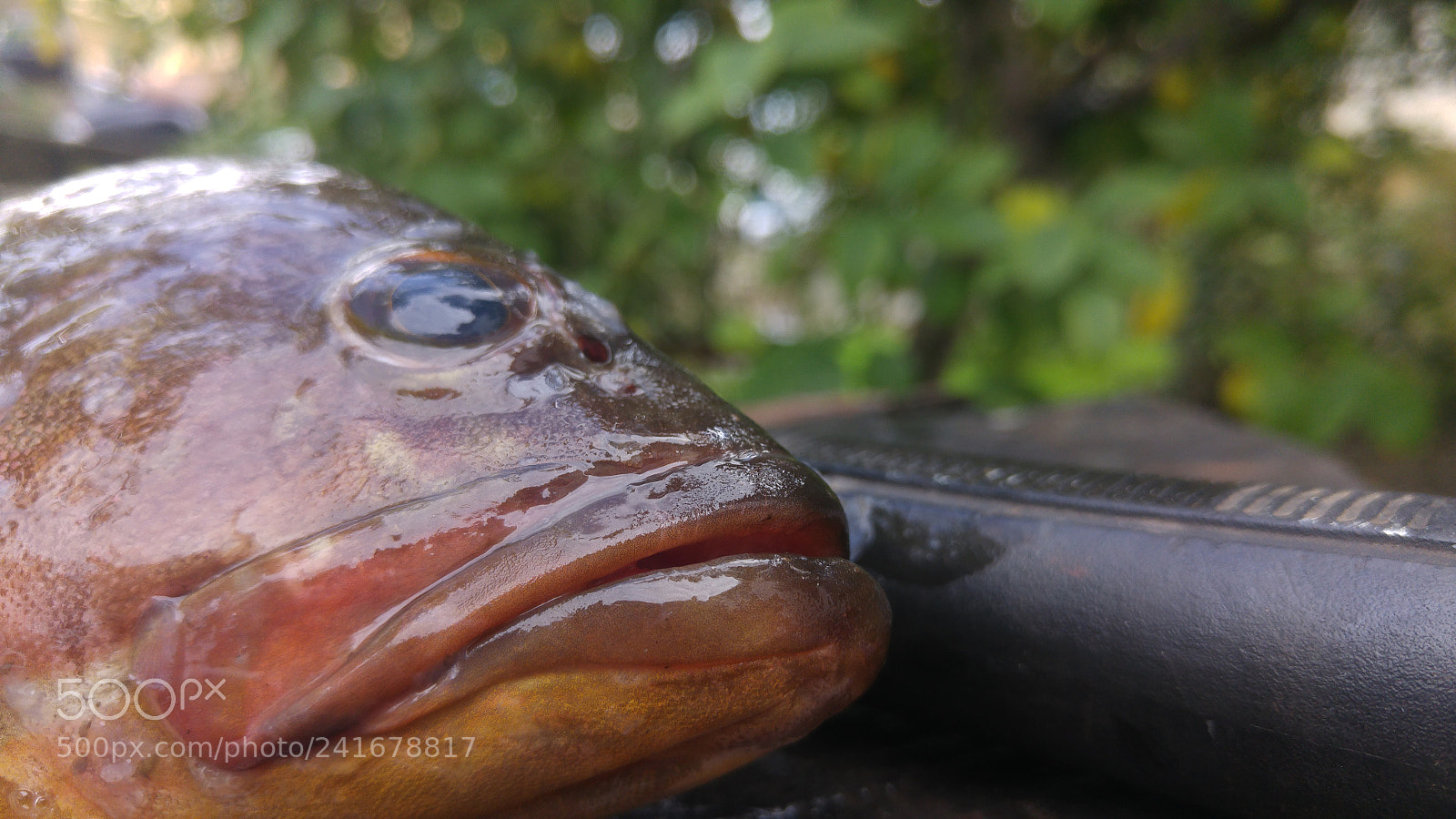 LG G4 sample photo. Untitled photography