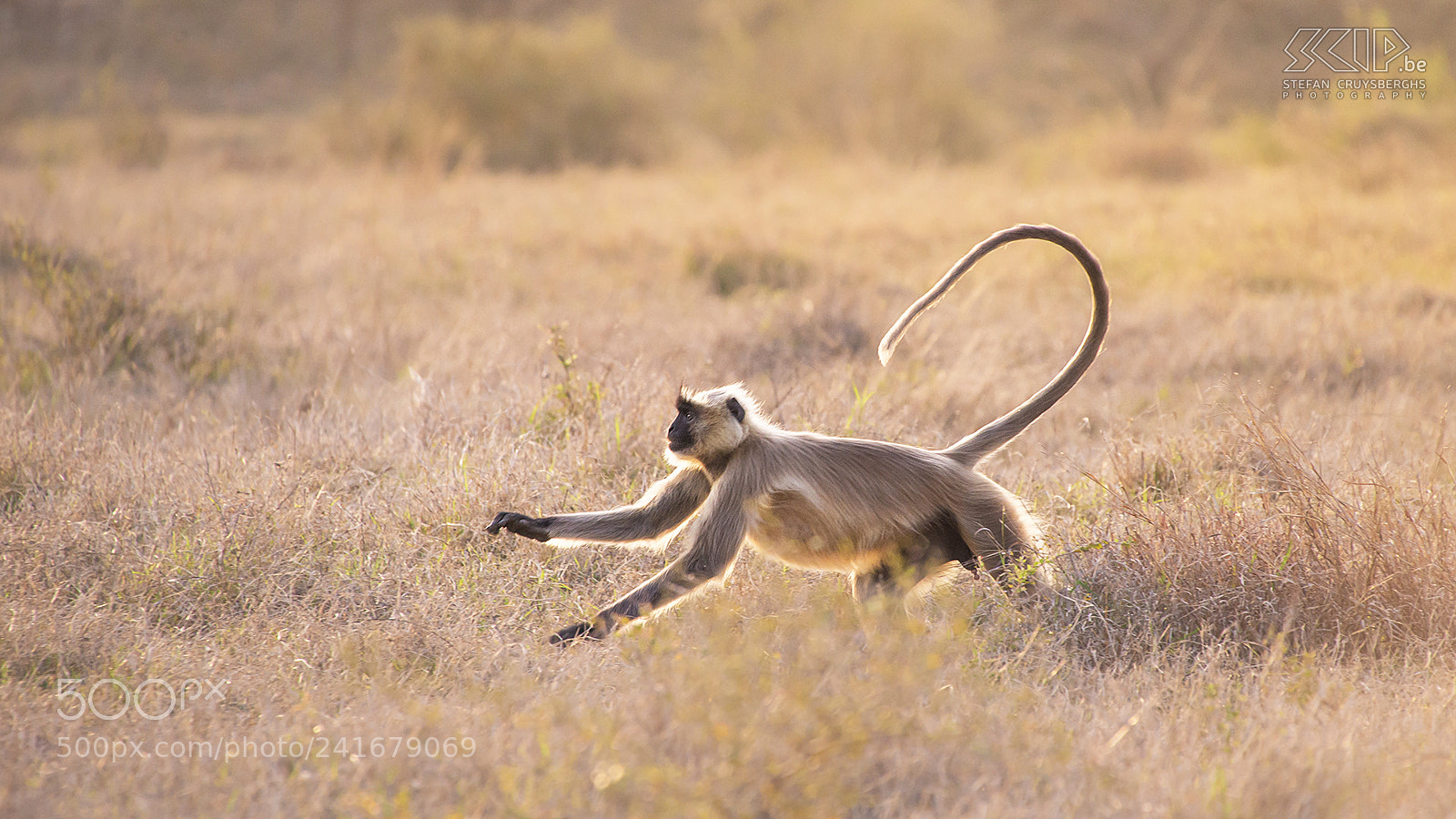 Nikon D600 sample photo. Running langur monkey photography