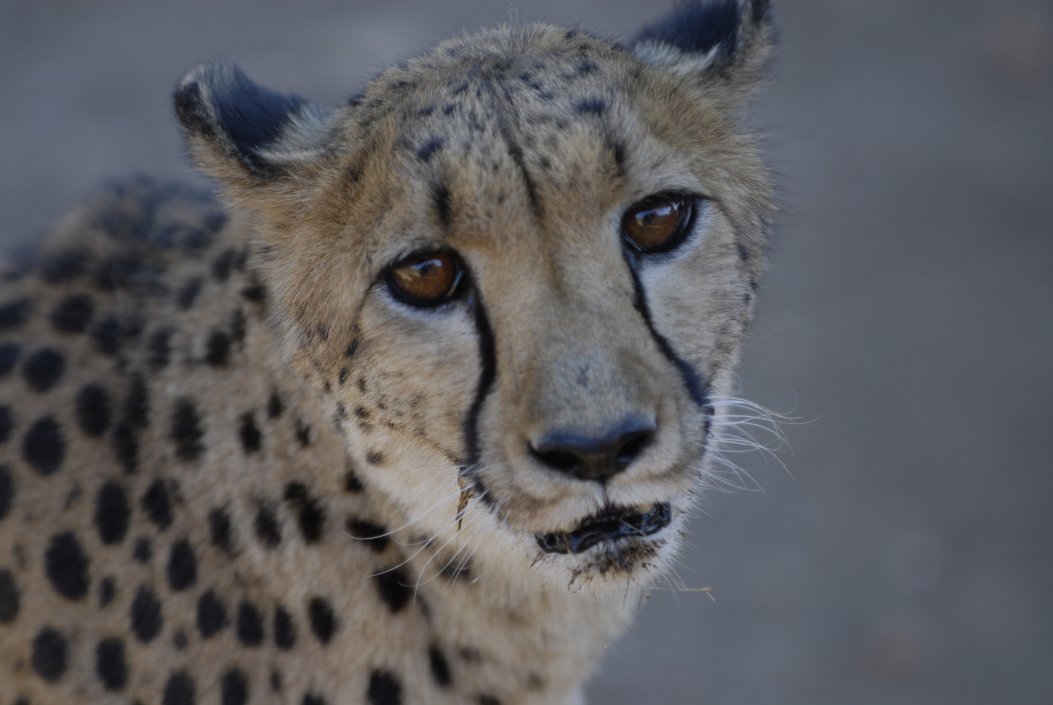 Nikon D200 sample photo. Leopard (namibia) photography