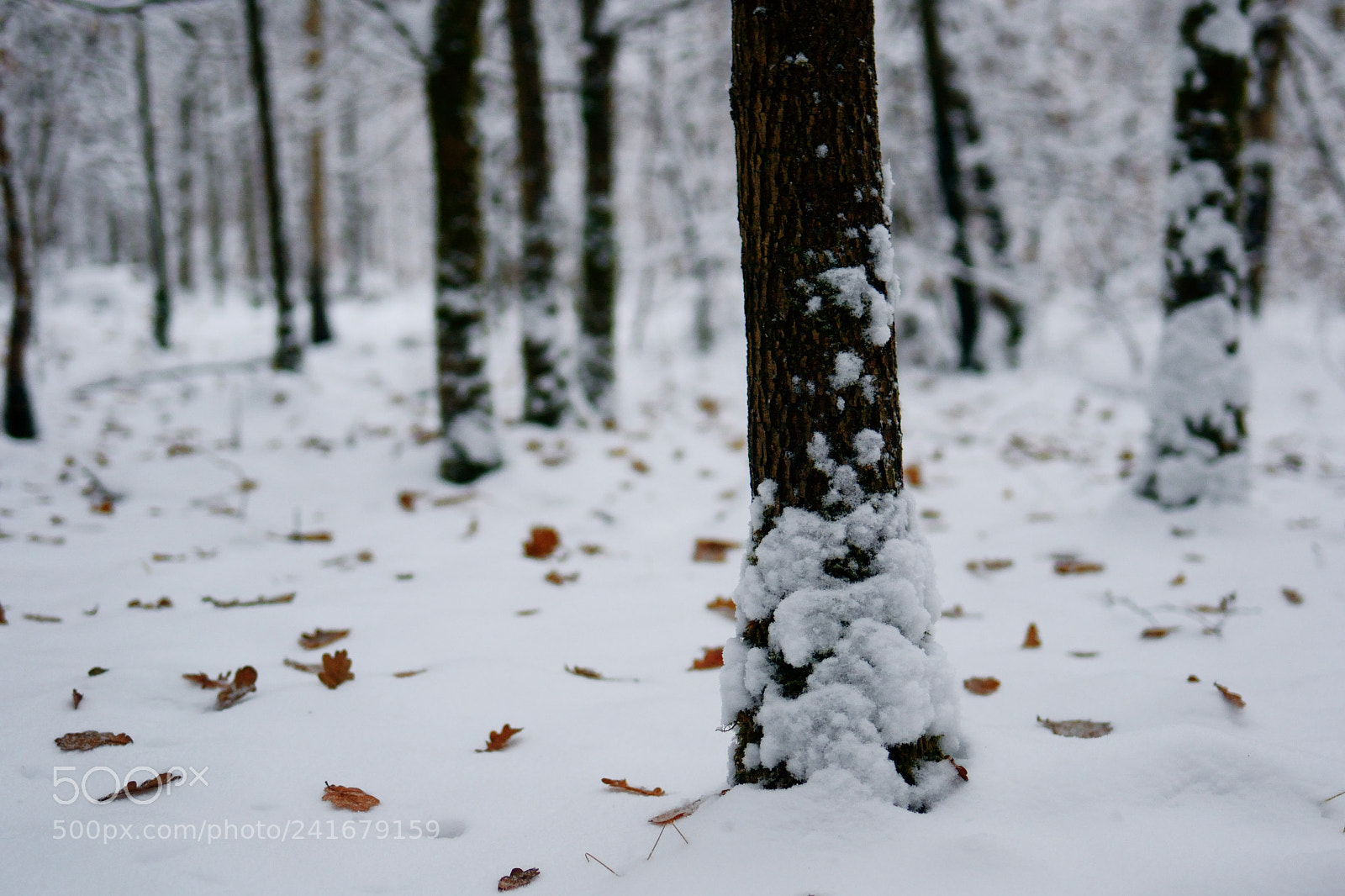 Nikon D3100 sample photo. Snowy trunks photography