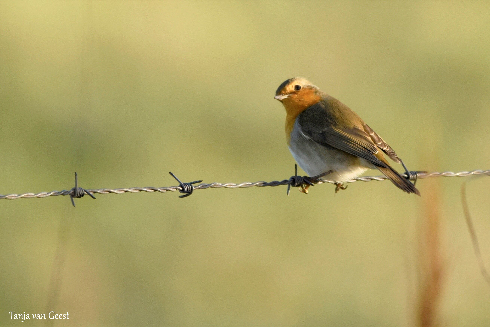 Sigma 150-600mm F5-6.3 DG OS HSM | C sample photo. European robin photography