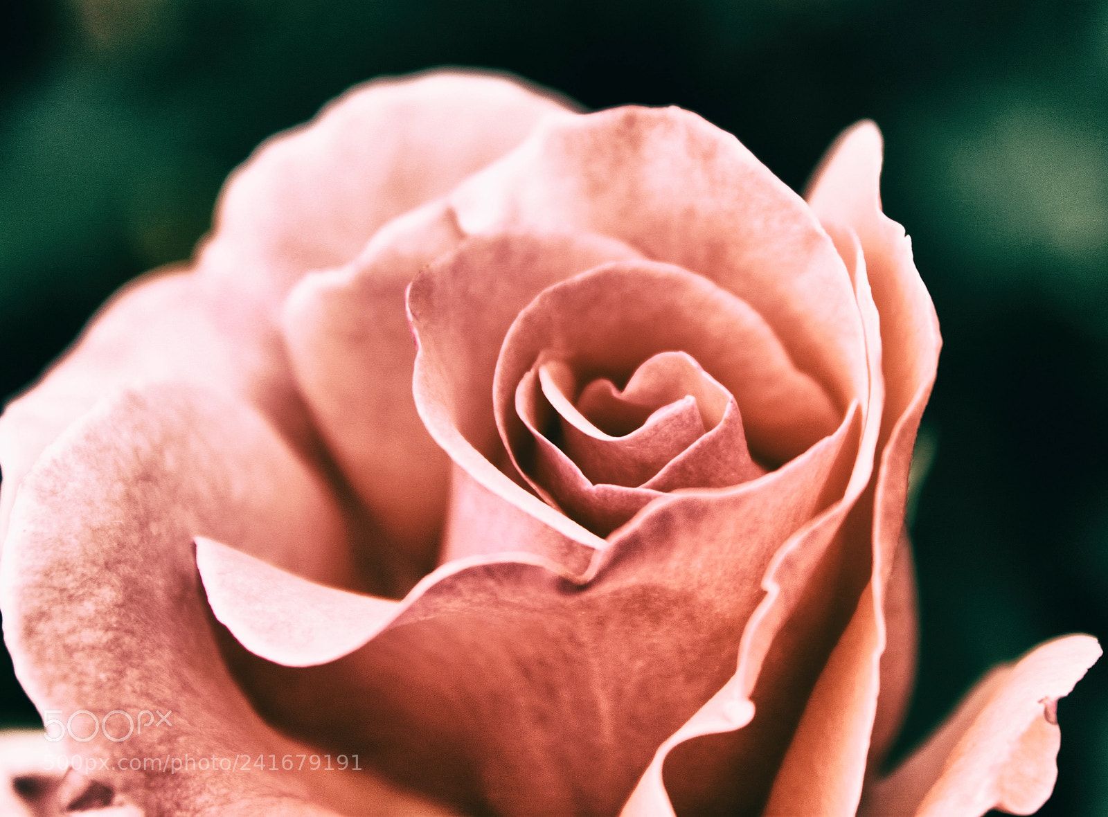 Canon EOS 500D (EOS Rebel T1i / EOS Kiss X3) sample photo. Rose photography