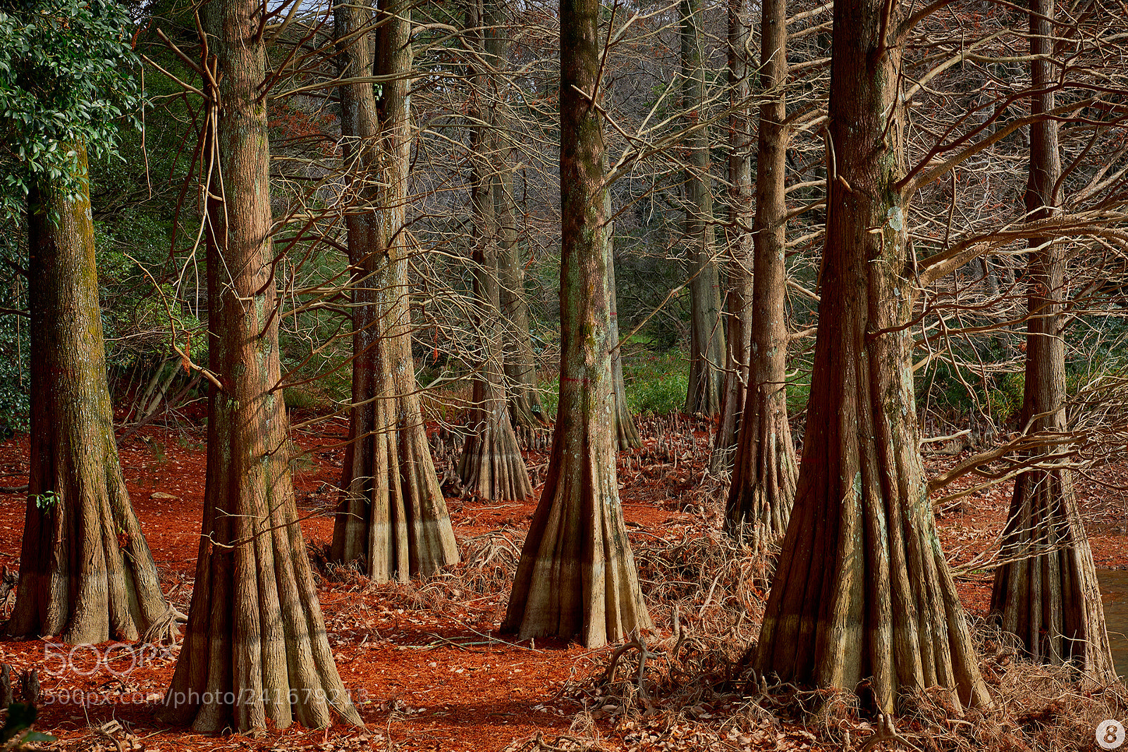 Nikon D810 sample photo. 篠栗九大の森 - sasaguri kyudainomori - photography