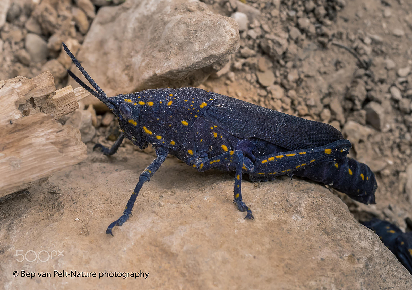 Sigma 50mm F2.8 EX DG Macro sample photo. Toxic grasshopper photography