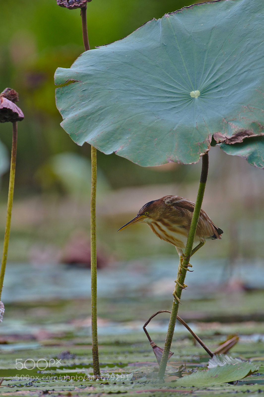Nikon D500 sample photo. Yellow bittern photography