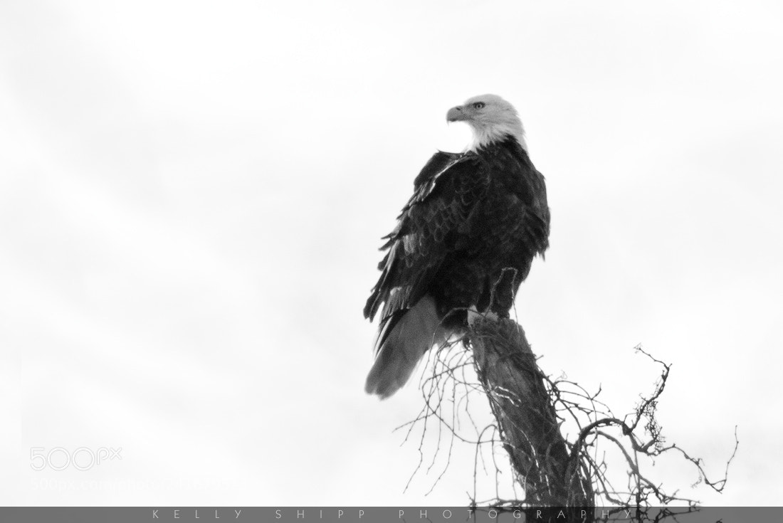 Nikon D300S sample photo. "vantage point" photography