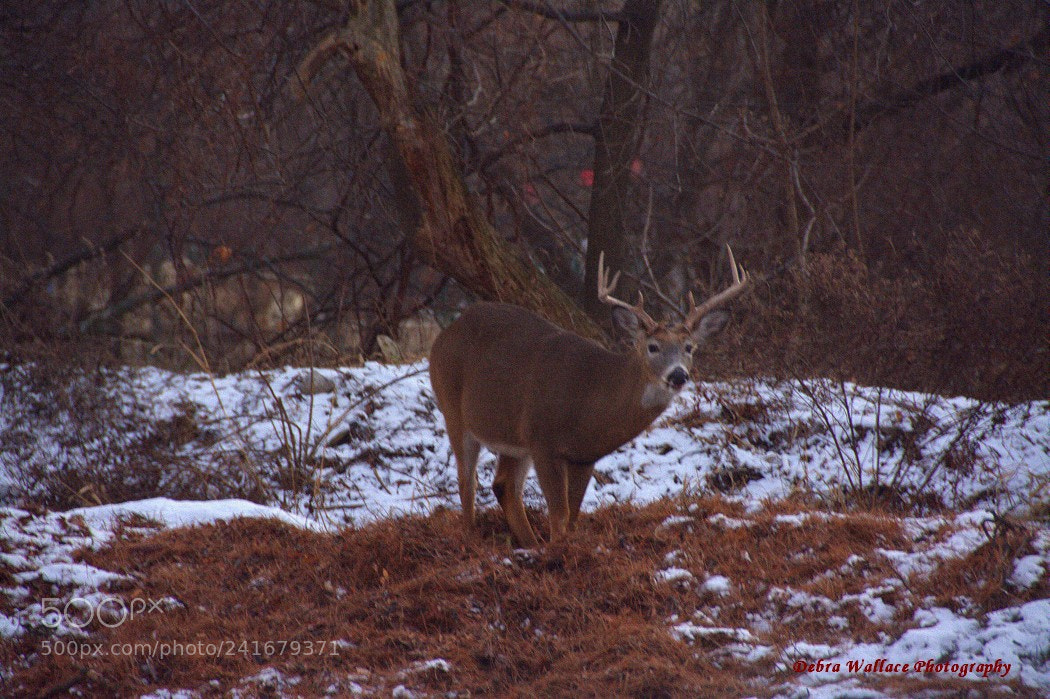 Nikon D7100 sample photo. A big buck in photography