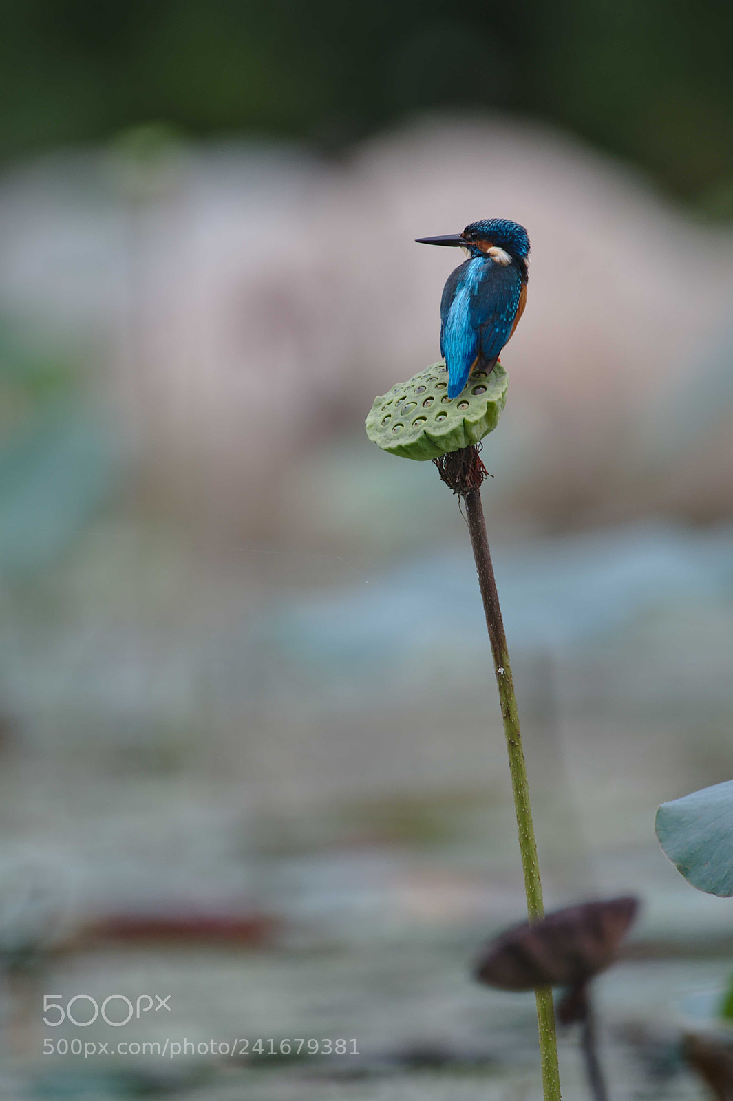 Nikon D500 sample photo. Common kingfisher (male) photography
