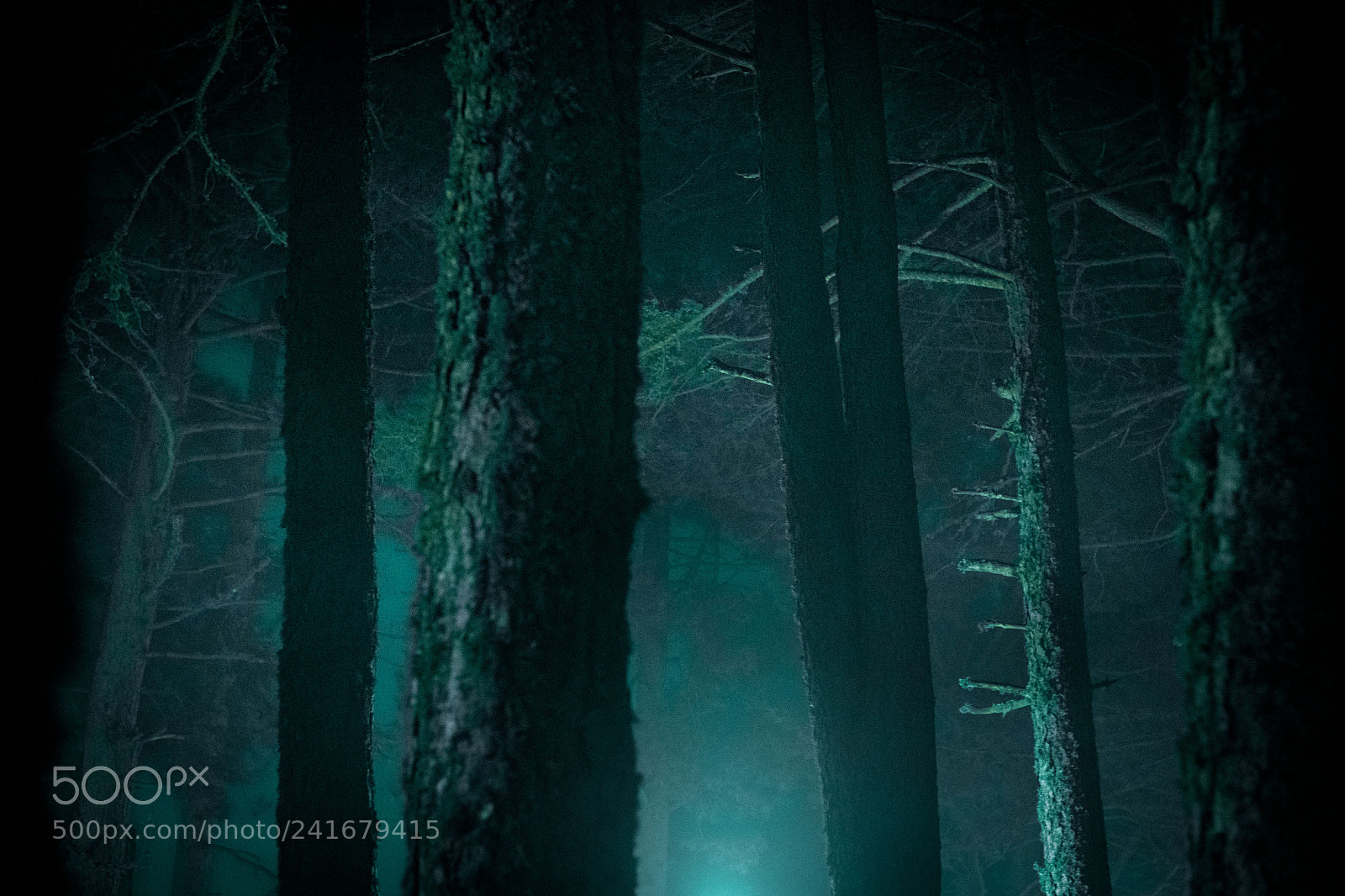 Nikon D800 sample photo. Ethereal forest photography
