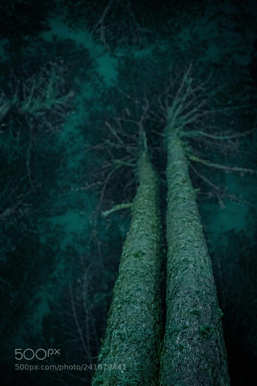 Nikon D800 sample photo. Together towards the sky photography