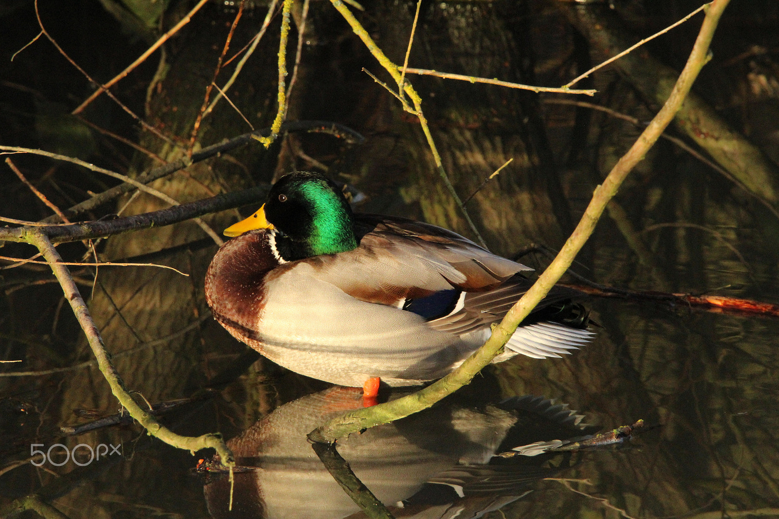 Sigma 150-600mm F5-6.3 DG OS HSM | C sample photo. Mallard photography
