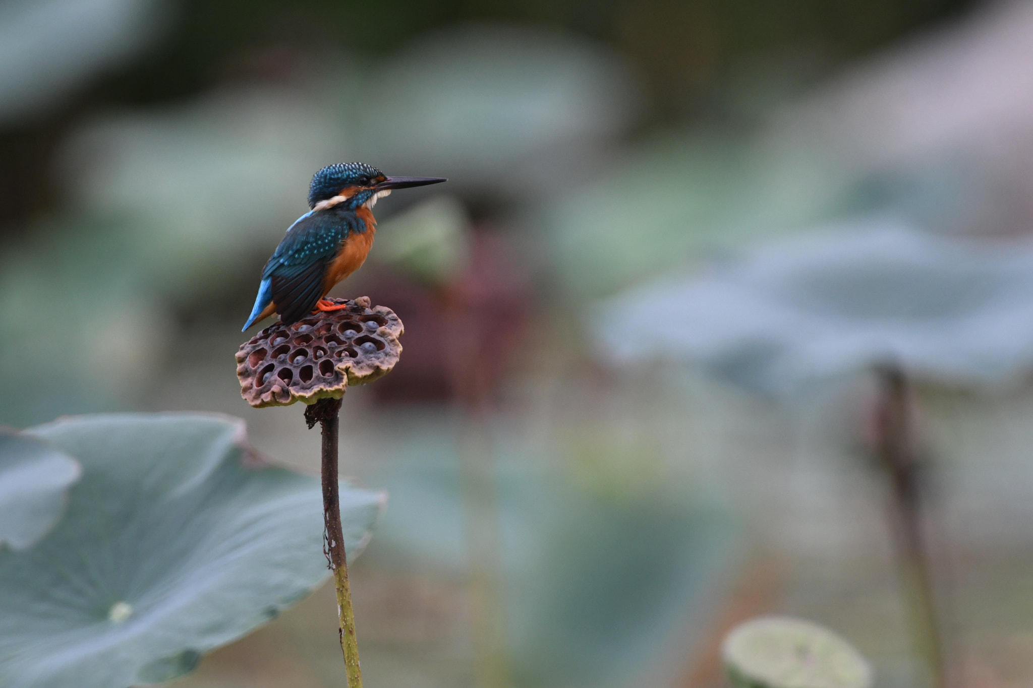 Nikon AF-S Nikkor 500mm F4D ED-IF II sample photo. Common kingfisher (male) photography