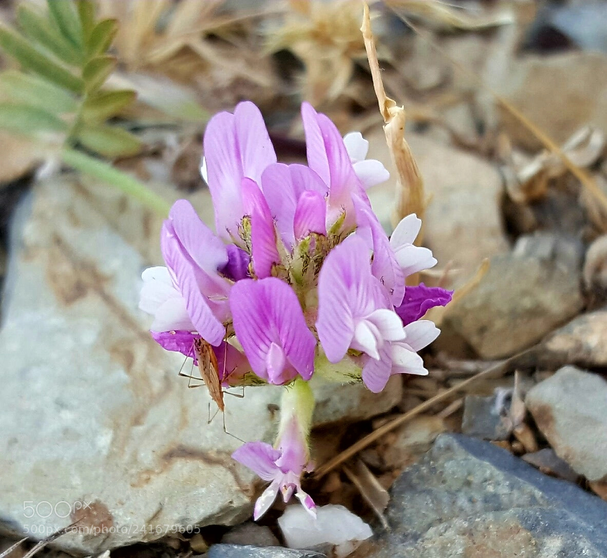 Samsung Galaxy S6 sample photo. Miracle photography