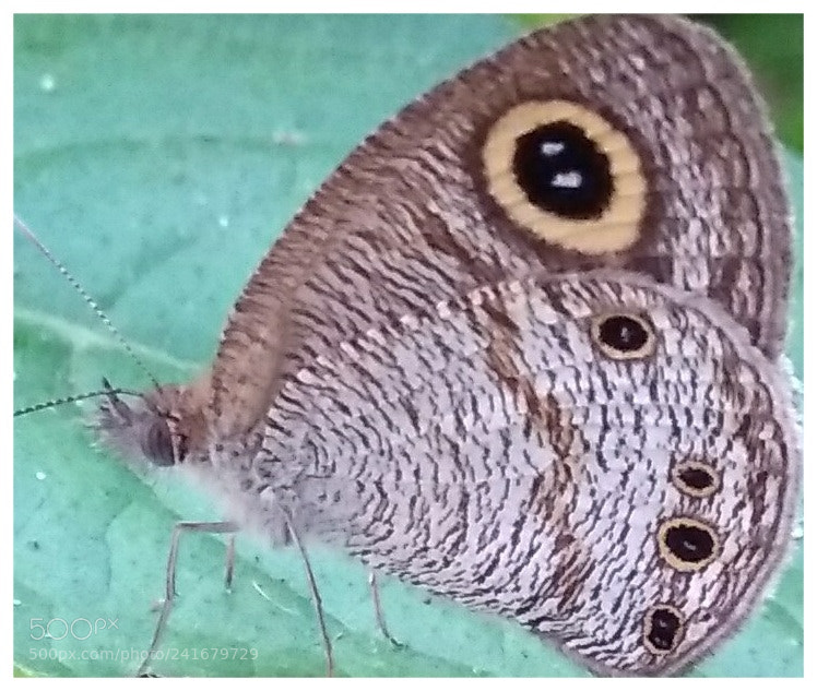 Xiaomi MI MAX sample photo. Eyed brown butterfly photography