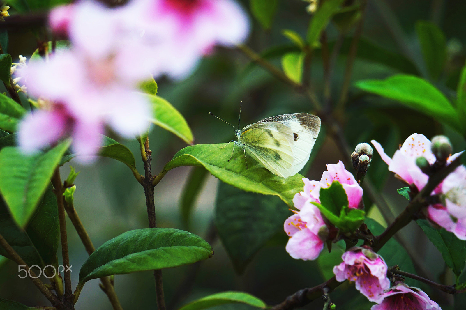 Sony E 55-210mm F4.5-6.3 OSS sample photo. Butterflies and flowers photography