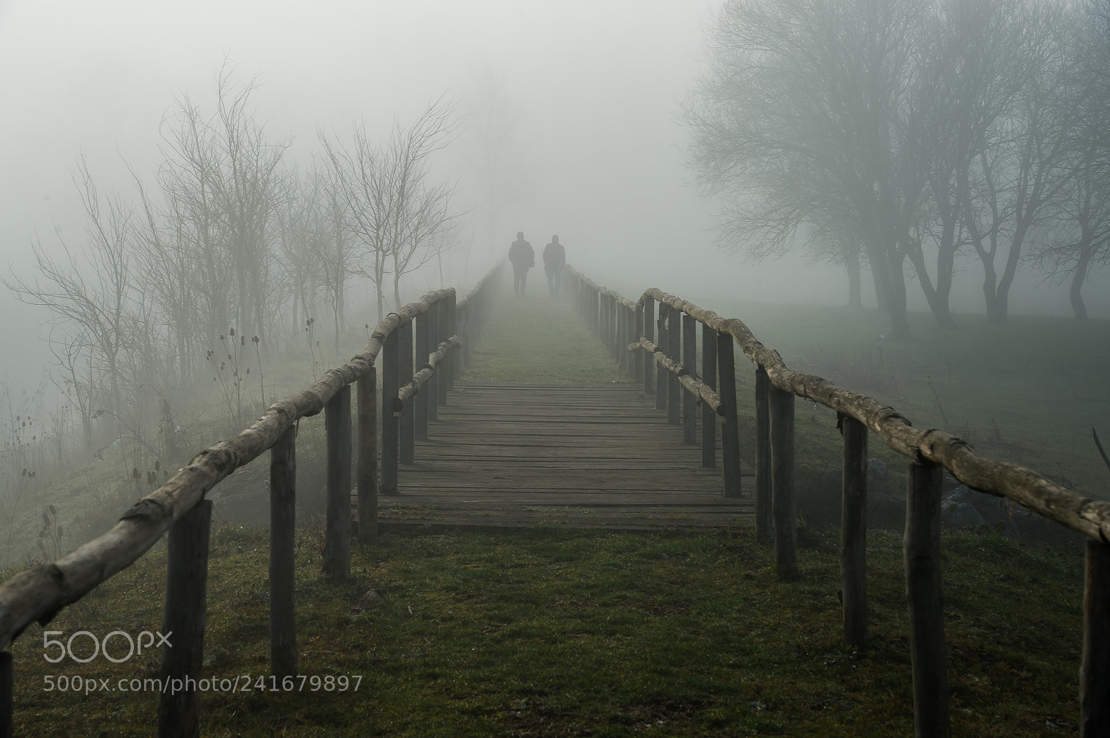 Nikon Df sample photo. ...nella nebbia . photography