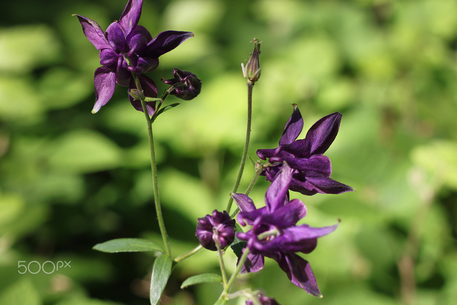 Canon EOS 500D (EOS Rebel T1i / EOS Kiss X3) + Canon EF 50mm F1.8 II sample photo. A nice violet photography