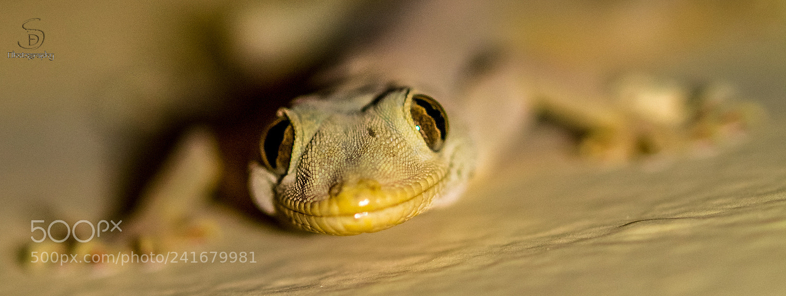 Canon EOS 1100D (EOS Rebel T3 / EOS Kiss X50) sample photo. Smiling reptile photography