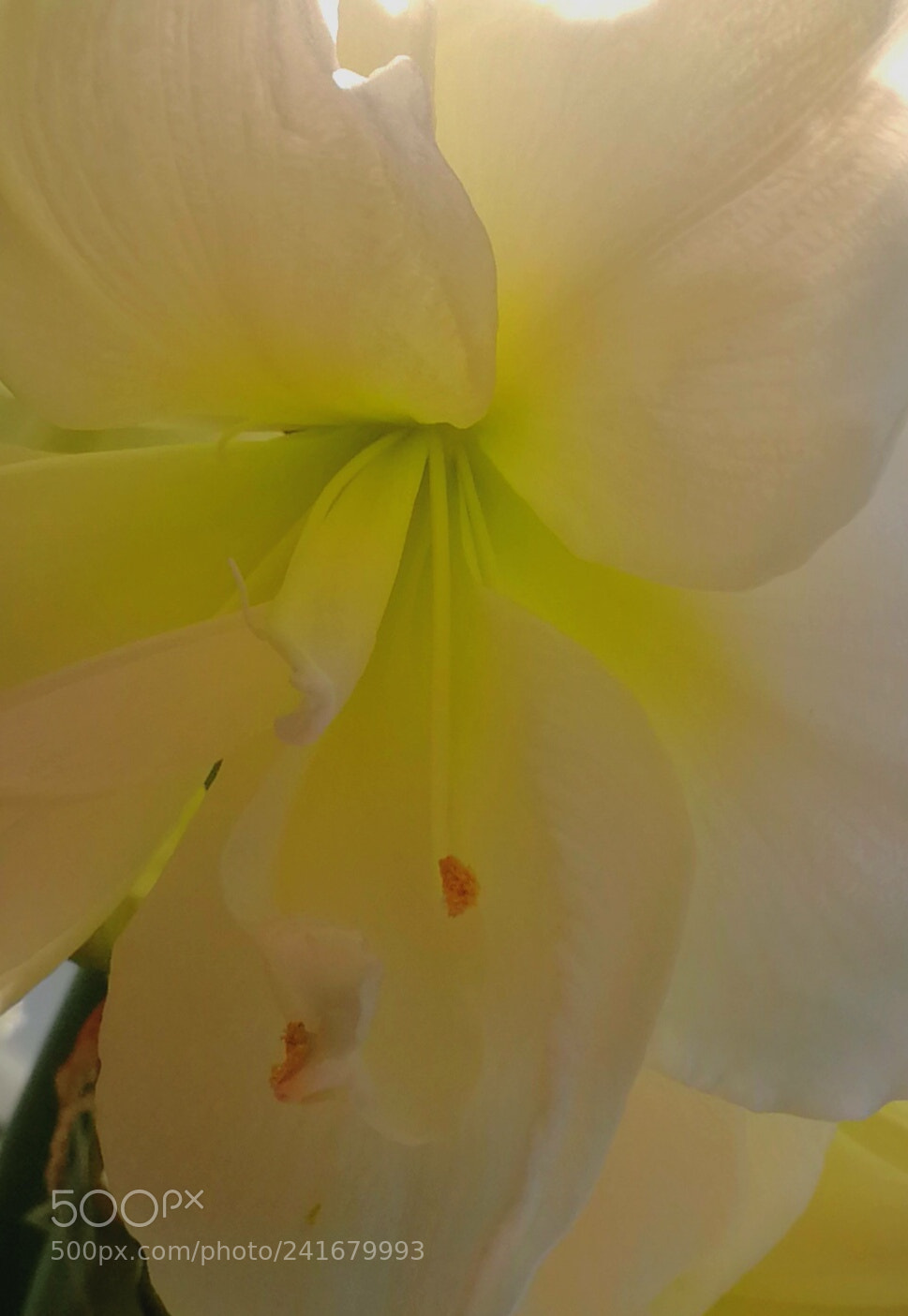 HUAWEI P10 sample photo. Untitled photography