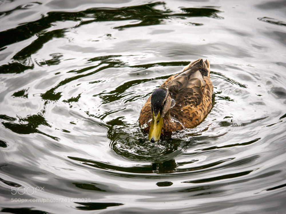 Panasonic Lumix DMC-G7 sample photo. On silver pond photography